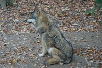 Wolven spotten in Europa kan dichterbij dan je denkt