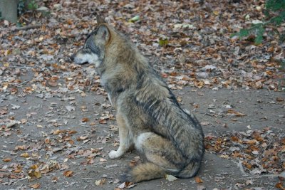 Wolven spotten in Europa kan dichterbij dan je denkt