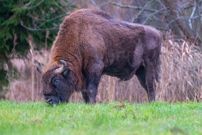 Zo spot je wilde Europese bizons in de Roemeense Karpaten